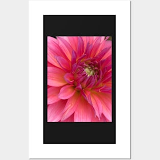 Neon Pink Summer Dahlia Bud Posters and Art